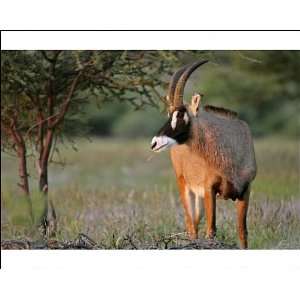 Roan Antelope   grazing in savannah in last evening light Photographic 