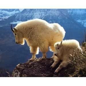  Mountain Goats   Photography Poster   16 x 20