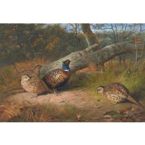   Archibald Thorburn   24 x 24 inches   The Fallen Be