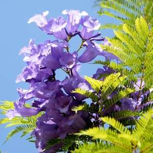   Tree Amazing & Beautiful Ornamental Jacaranda Mimosifolia Plant SEEDS