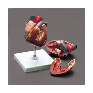 Life size Human Heart Model  Industrial & Scientific
