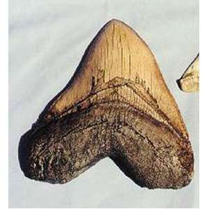Megalodon Shark Tooth Replica  Industrial & Scientific