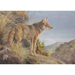  Jorge Mayol   Evening Calm Coyote