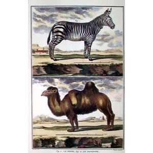  Zebra And Camel Pair Poster Print