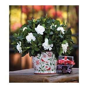  Perfumed Gardenia Gift in Cachepot with Chocolates Patio 