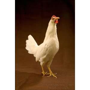  White Leghorn Chicken   24x36 Poster 