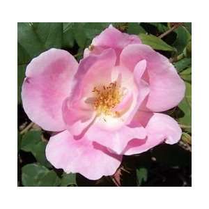  ROSE BLUSHING KNOCK OUT / 2 gallon Potted Patio, Lawn 