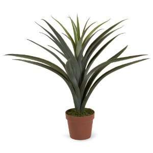  Yucca   24 in height   IMAX   61067 Patio, Lawn & Garden