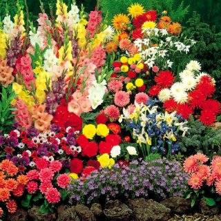   tricolor mix Harlequin Flowers   20 flower bulbs Patio, Lawn & Garden