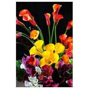 Calla Lilies Assorted Colors 60 Flowers  Grocery & Gourmet 