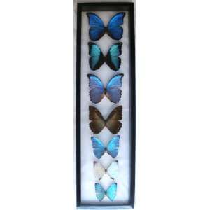  Real Framed Blue Morpho Butterfly Art From Peru Mounted in 