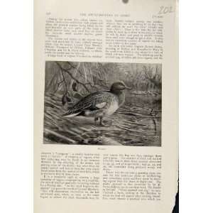  Wigeon Birds The Encyclopedia Of Sport Antique Print