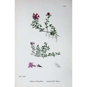  Botany Plants C1902 Crepping Wild Thyme Thymus Flowers 