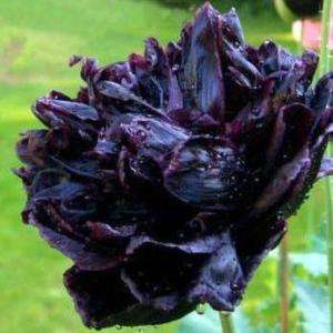 Black Peony Gothic double bloom Poppy annual 50+seeds  