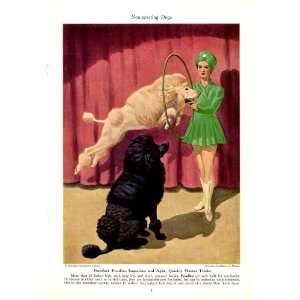 1943 Standard Poodle Non Sporting Dogs Walter A Weber Vintage Dog 