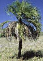 PURPLE Yatay Palm RARE Butia purpurascens LIVE Tree  