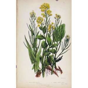  Flowering Plants Smooth Tower Mustard Color Print