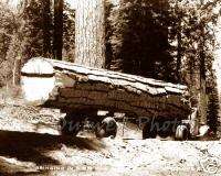 Log Logging Truck Bringing in a Big One Photo  