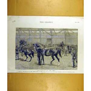 1887 Thoroughbred Stallion Horses Newcastle On Tyne 