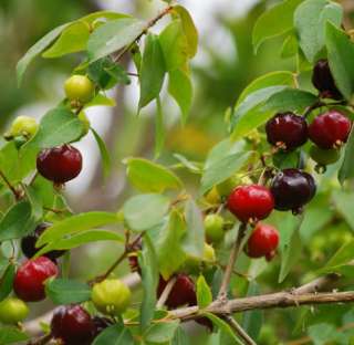 LIVE EXOTIC Surinam Cherry Fruit Tree SEEDLING 4 BONSAI  