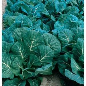  Davids Hybrid Kale Flash 100 Seeds per Packet Patio 