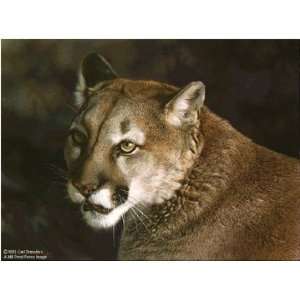  Carl Brenders   Close Up Cougar