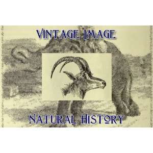  Vintage Natural History Image Head of Sable Antelope