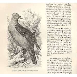  Oceanic Fruit Pigeon 1862 WoodS Natural History Birds 