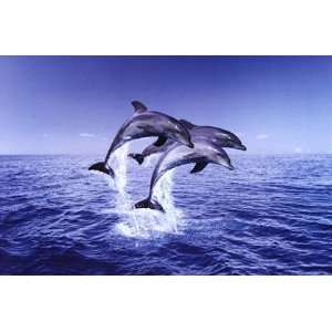 Dolphin Trio by Unknown 36x24 