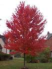 10 LIVE Red Maple Trees 10   12 ACER Rubrum   BONSAI