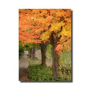  Fall Maple Fever Ii Giclee Print