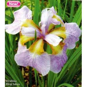   Sadura Iris sibirica  Water or Garden Plant NEW Patio, Lawn & Garden