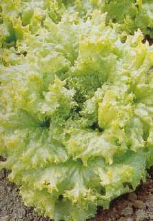 1000   LETTUCE PARRIS ISLAND ROMAINE   Green, large thick leaf, 9 