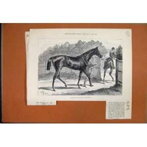   1881 Iroquois Winner Derby Racehorse Print With Text