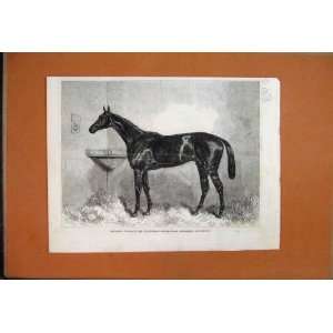  1863 Maccaroni Racehorse Winner 2000 Guineas Newmarket 