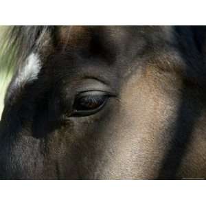  Close Up of the Eye of a Horse, Block Island, Rhode Island 