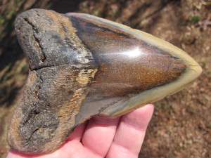 MEGALODON SHARK Tooth Fossil Fish Teeth Megladon South Carolina 