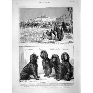  1892 Algeria Arab Fantasia Kennel Club Show Stairs