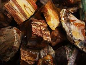   Lots of Unsearched Petrified Wood + a Free Faceted Gemstone  