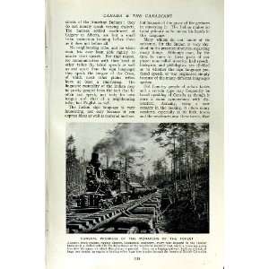  c1920 CANADA LUMBER TREES RAILWAY CATTLE DIPPING