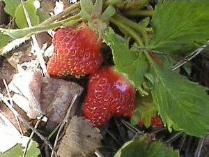 15 Super Sweet Strawberry Everbear. Seeds FRUIT GARDEN  