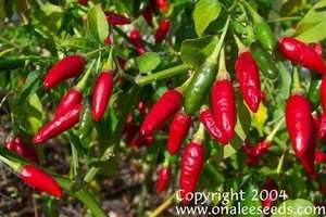 100+ HOT *ORNAMENTAL* EDIBLE Florida Grove Pepper Seeds  