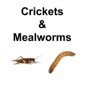   1000ct Crickets, 1/4 Inch 2 Week Old, 