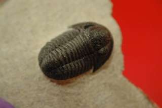   DETAILED GERASTOS TRILOBITE FROM MOROCCO   AA Quality    
