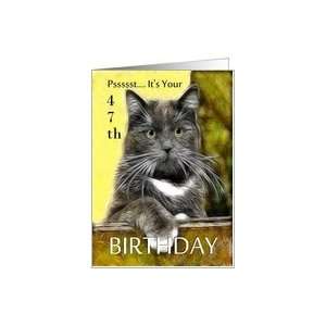    Birthday ~ Age Specific 47th ~ Cat in a box Card Toys & Games