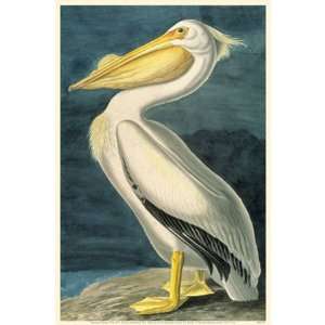  American White Pelican Poster