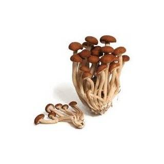   Mushroom Spore (Pleurotus Cornucopie) See Picture and Product