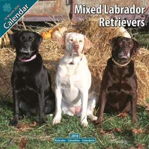 Labrador Retriever (Mixed) 2010 Wall Calendar 12 X 12 