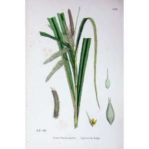  Botany Plants C1902 Cyperus Like Sedge Carex Colour