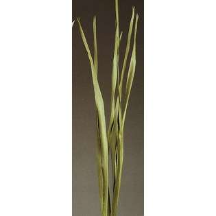 Green Earth Accents Green Floral Crafts Palm Stalks 4 x 1.5, Pack of 